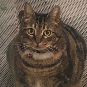 Meet your Posher, Ariel